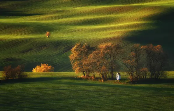 Picture light, trees, nature, field