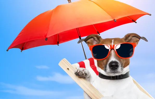 Picture nature, stay, dog, umbrella, glasses, chair, nature, dog