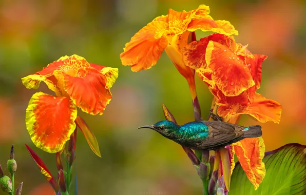 Picture flowers, nature, tropics, bird