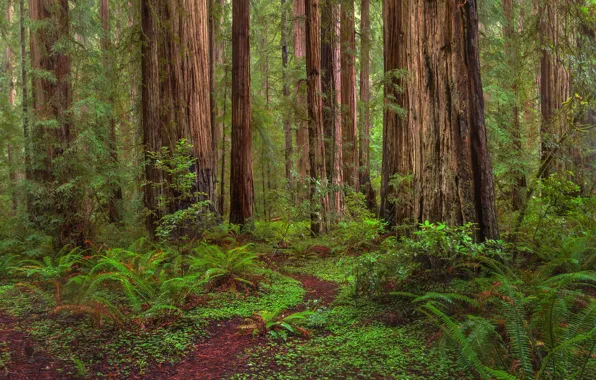 Greens, forest, grass, trees, path, the bushes, California, Redwoods State Park