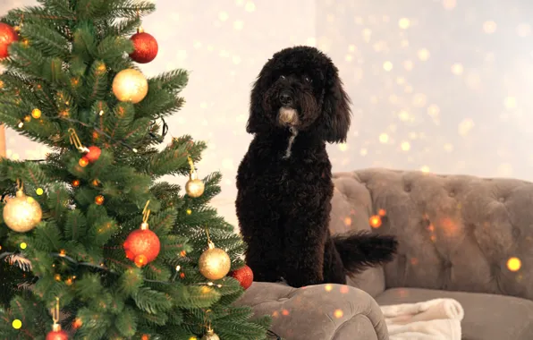Look, balls, pose, comfort, house, room, sofa, holiday
