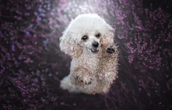 Look, flowers, nature, pose, glade, dog, paws, white