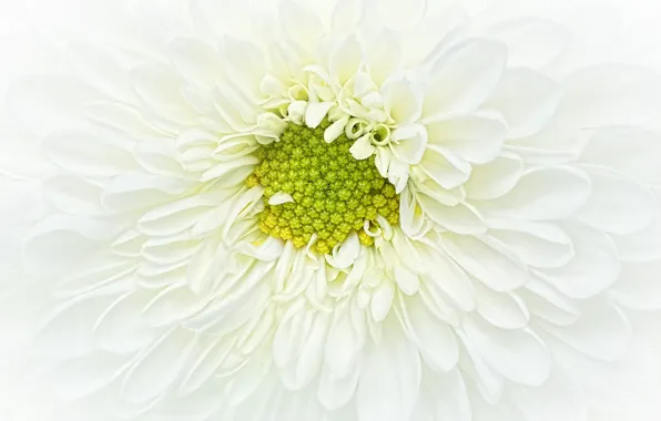 White, flower, chrysanthemum