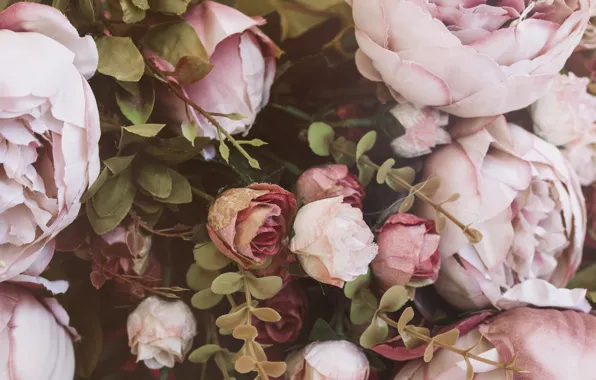 Picture flowers, roses, pink, buds, Pink rose, Leaves Decoration