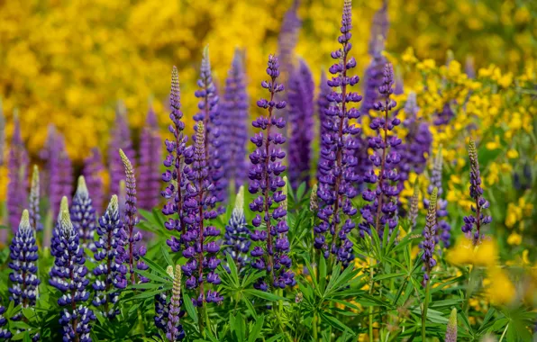 Summer, flowers, meadow, bright, lilac, lupins