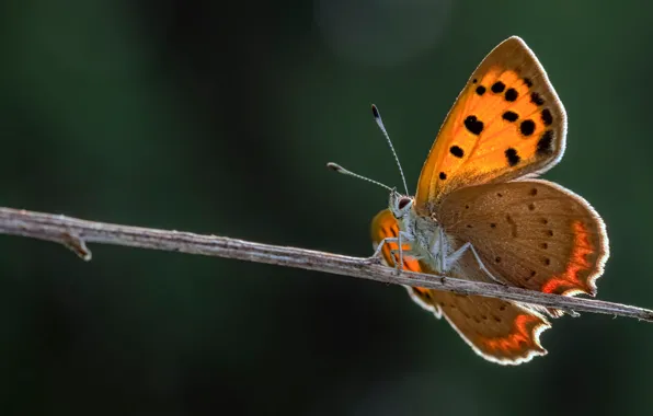 Picture macro, butterfly, branch