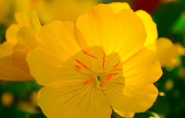 Picture Macro, Macro, Yellow flower, Yellow flower