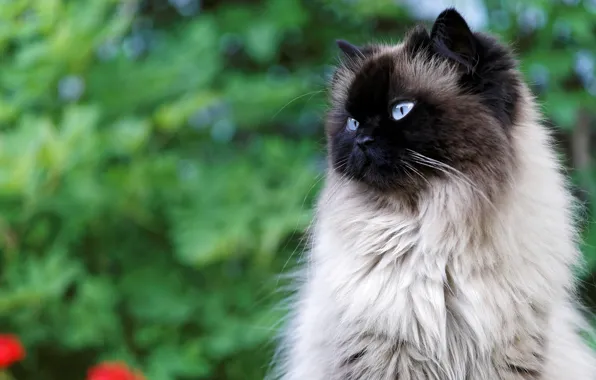 Greens, cat, cat, look, nature, background, portrait, blue-eyed
