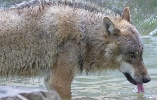 Nature, wolf, nature, drink, wolf, Animals, thirst