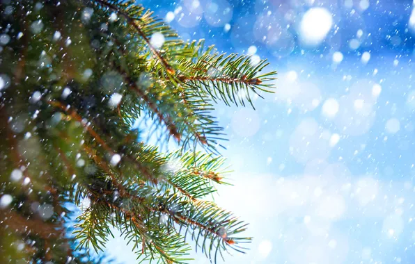 Snow, needles, branches, spruce, needles, snowfall