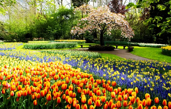 Picture grass, trees, flowers, Park, track, tulips, Netherlands, flowering tree