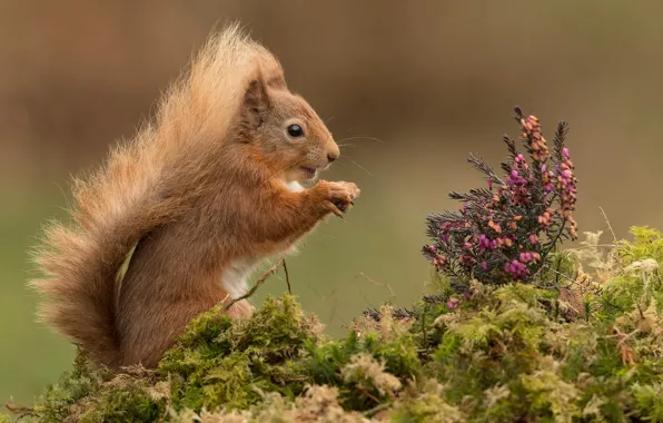 Picture flowers, protein, squirrel, Heather