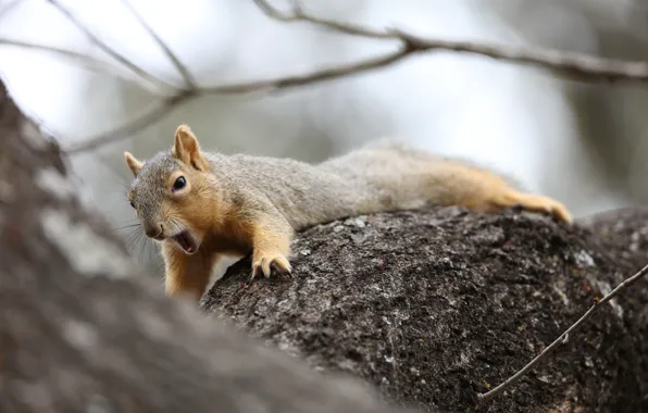 Picture Tree, Protein, Red, Rodent, Spatinki, Yawns, Animal