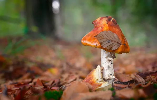 Picture autumn, forest, grass, glade, foliage, mushrooms, leaf, bokeh