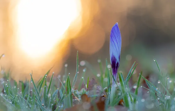 Drops, light, flowers, Rosa, lights, glade, spring, crocuses