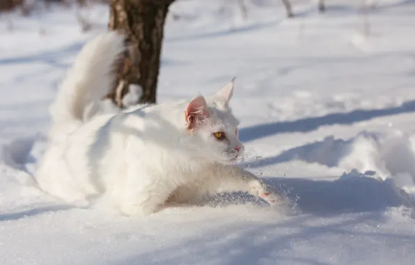 Winter, cat, white, cat, look, light, snow, branches