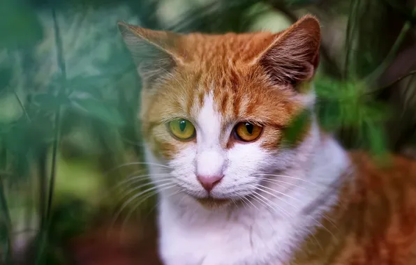 Cat, grass, eyes, cat, face, background, portrait, red