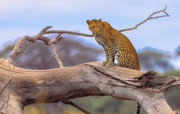 Predator, leopard, big cat