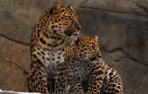Predators, family, pair, wild cats, zoo, leopards, Amur, mother and cub