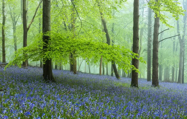 Picture greens, forest, trees, flowers, branches, fog, glade, foliage