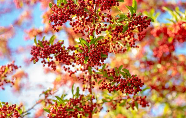 Autumn, branches, berries, tree, fruit, red, bright, Rowan