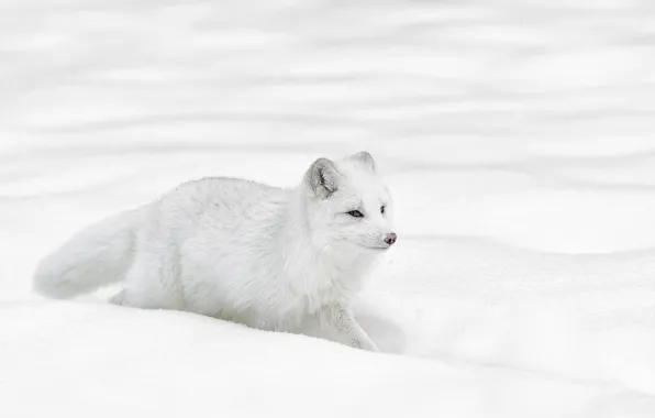 Winter, field, white, look, snow, nature, fluffy, running
