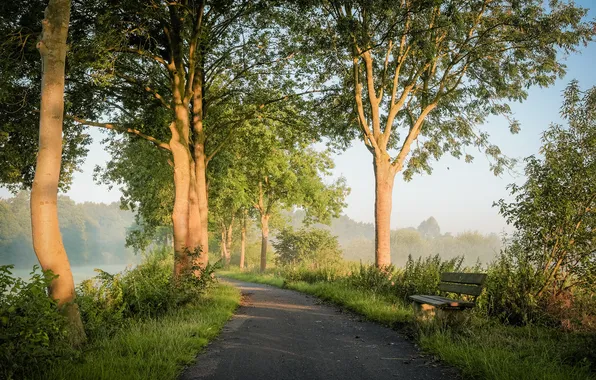 Road, grass, light, trees, bench, branches, nature, fog