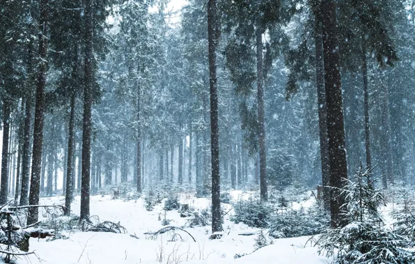 Forest, snow, trees, nature, Romania, Romania, Bukovina, Mihai Burlacu