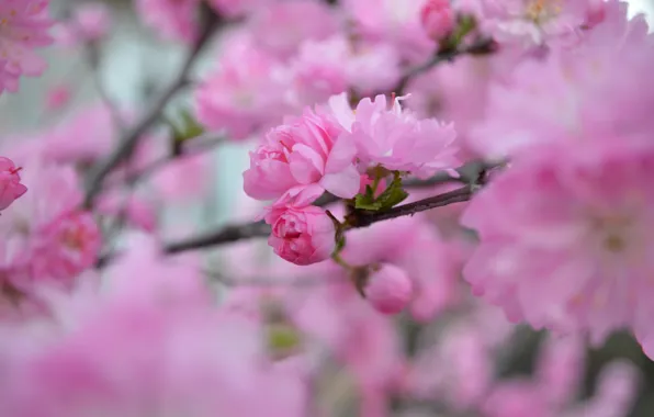Pink, beauty, spring, petals, Sakura, flowering