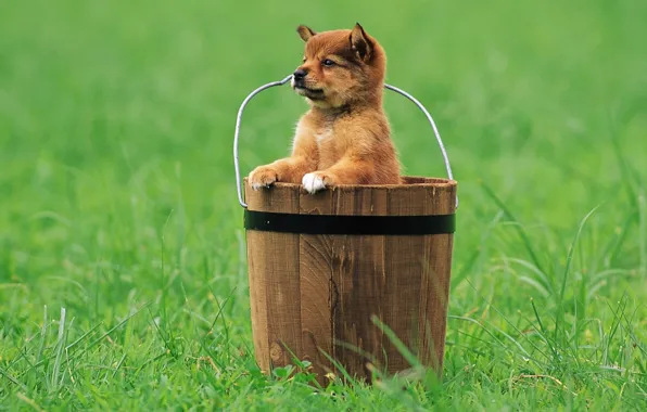Grass, look, bucket, puppy
