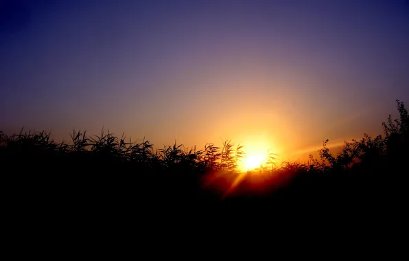 The sun, sunset, the evening, reed