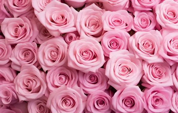 Flower, flowers, rose, roses, bouquet, pink, buds, a lot