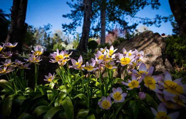 Picture light, trees, flowers, Park, the dark background, shadow, spring, tulips