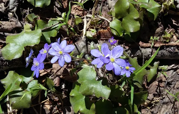 Picture flowers, Spring, leaves, primroses, sunlight, 2017