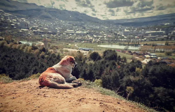 Landscape, view, dog