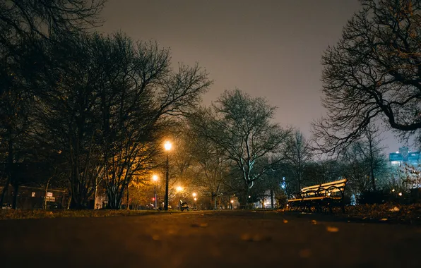 Picture trees, night, Park, the way, benches, lamppost