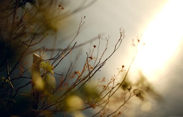 Picture autumn, macro, branches, nature, photo, background, Wallpaper, plants