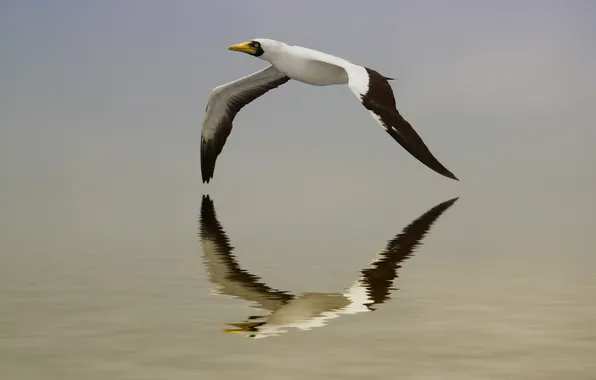 Picture water, flight, reflection, bird