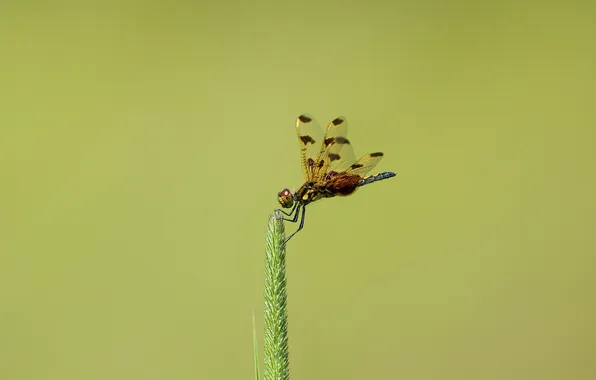 Background, dragonfly, insect, a blade of grass, spike