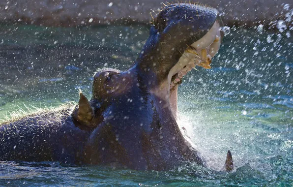 Water, squirt, mouth, begimot, open