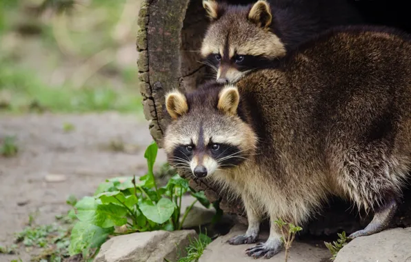 Pair, fluffy, raccoons