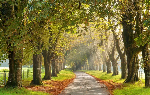 Autumn, the city, street