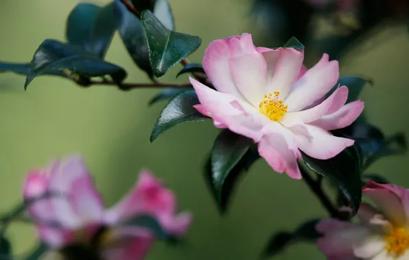 Picture leaves, flowers, branches, pink, bokeh, Camellia