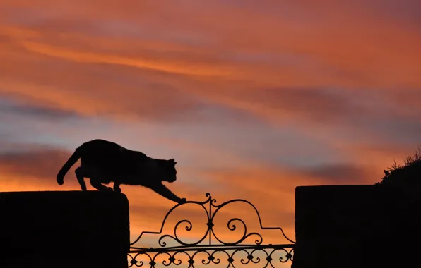 Picture cat, sunset, fence, silhouette