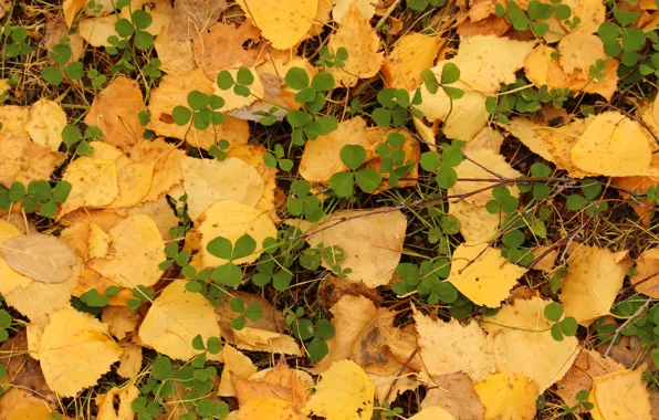 Picture autumn, Leaves, clover
