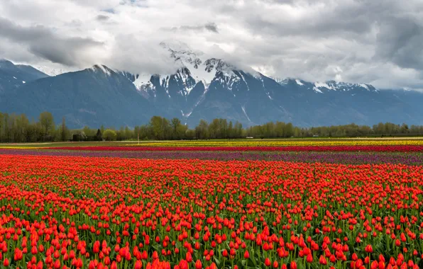 Field, clouds, snow, landscape, flowers, mountains, nature, tulips