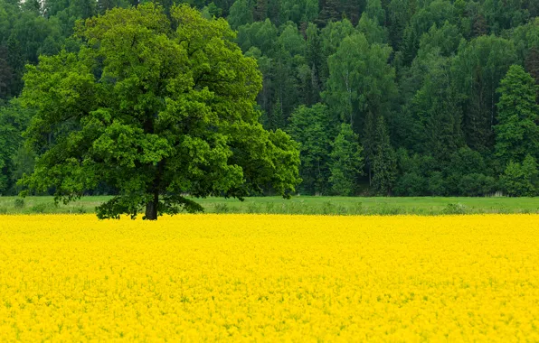 Field, forest, trees, flowers, nature, tree, spring, May