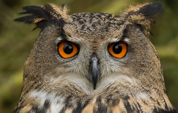 Picture look, owl, bird, portrait, eagle owl
