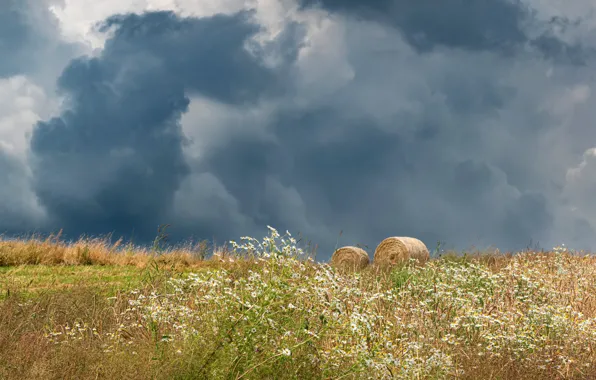 Field, flowers, clouds, chamomile, hay, chamomile field, bales