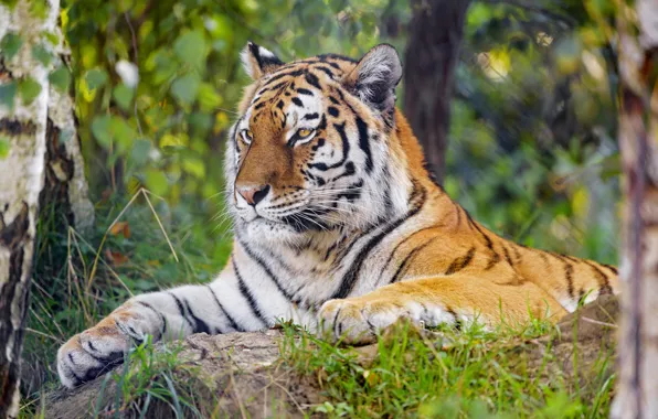 Picture greens, look, face, tiger, stones, foliage, portrait, paws